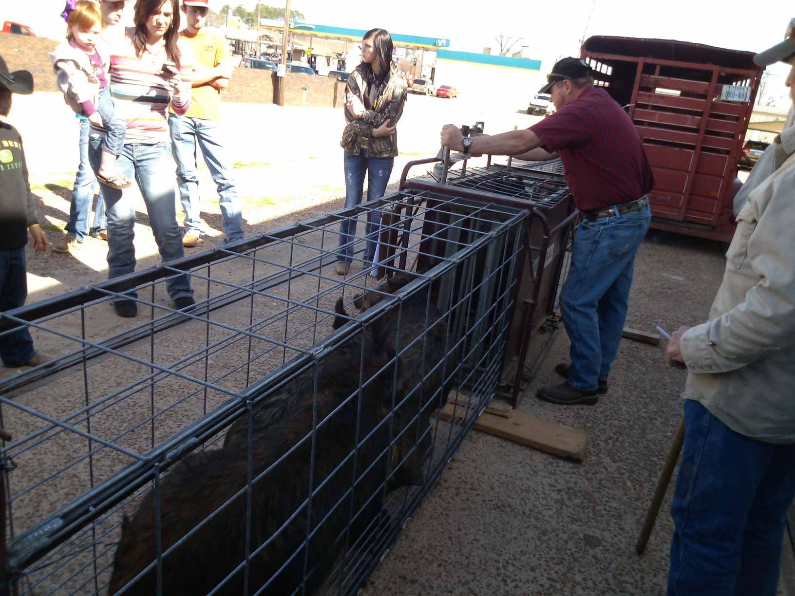 Potts Feed Store Hog Hunt WeighIn 2313 At Potts Feed Store Quitman
